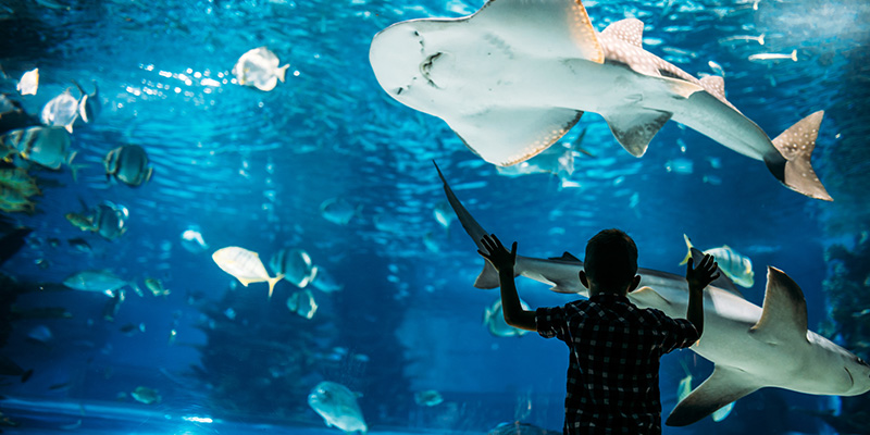 All'acquario di Cattolica un bambino guarda meravigliato una grande vasca con dentro degli squali.