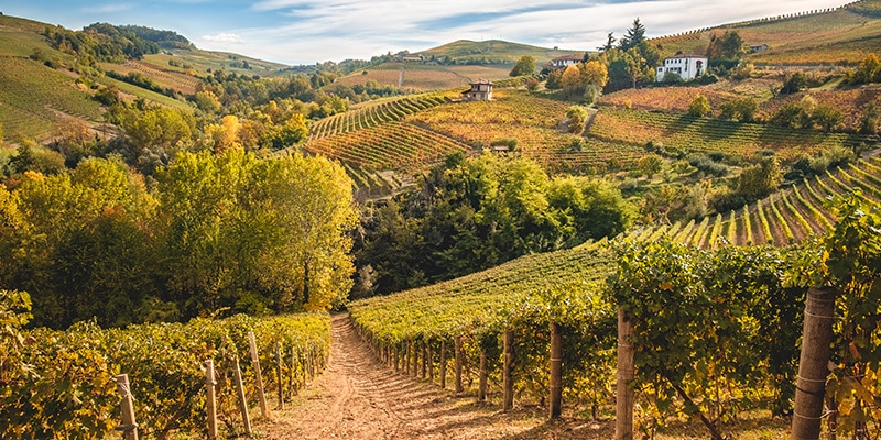 Paesaggio delle colline del Roero, ricoperte dai vitigni che si colorano dei bellissimi toni dell'autunno. Il luogo ideale per assaporare una degustazione di vini.