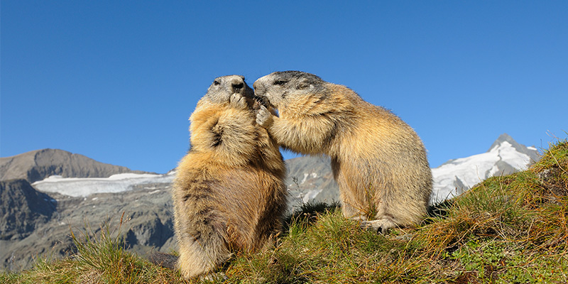 Ci sono due marmotte su un prato verde. Sullo sfondo si intravedono le vette innevate delle montagne